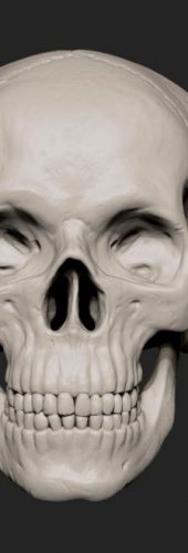 Skull_front
