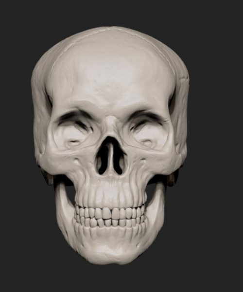 Skull_front