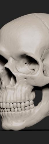 Skull_half_side