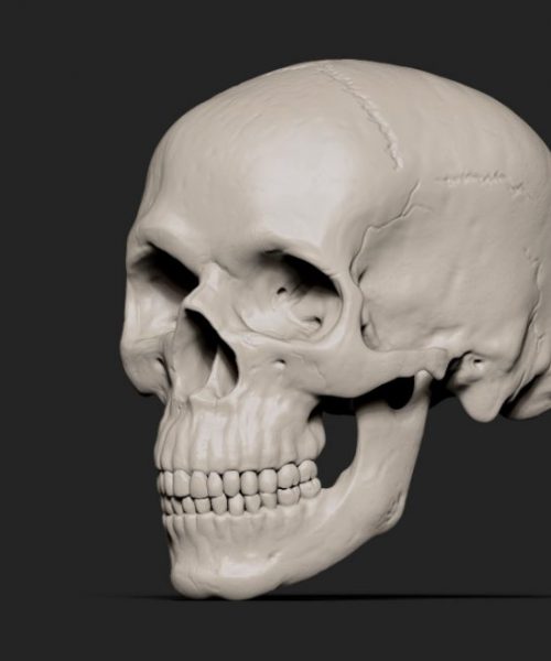 Skull_half_side