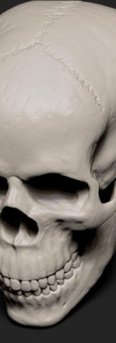 Skull_half_side_up