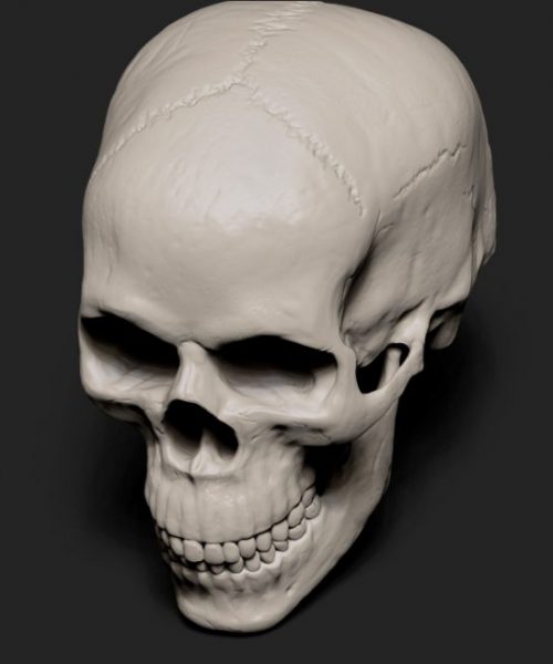 Skull_half_side_up