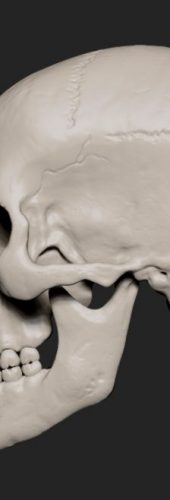 Skull_side