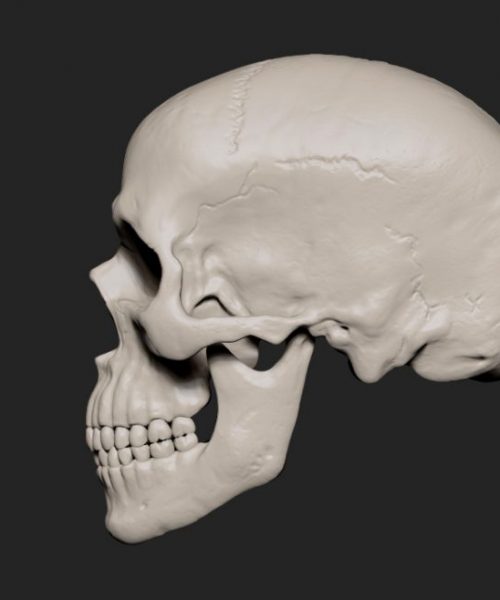 Skull_side